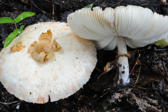 독버섯의 한 종류인 흰갈대버섯. 사진=국립산림과학원 제공
