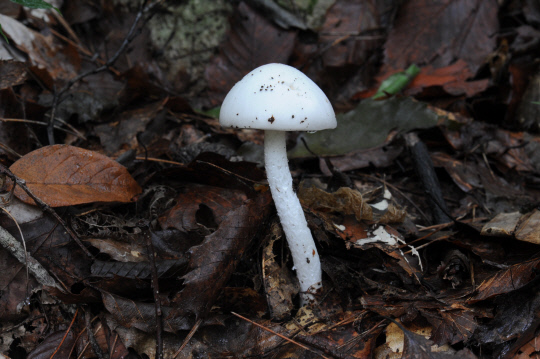 독버섯의 한 종류인 흰알광대버섯. 사진=국립산림과학원 제공
