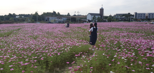 진천군이 혁신도시 서전고 앞에 조성한 코스모스 꽃밭에서 주민들이 산책을 즐기고 있다. 사진=진천군 제공
