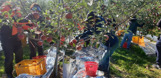 음성읍 행정복지센터 직원 10여명이 음성읍 한벌리의 사과 농가를 방문, 사과 꼭지 제거와 과수원 정리 등을 도우며 농촌 일손 봉사를 실시했다.      사진=음성군 제공

