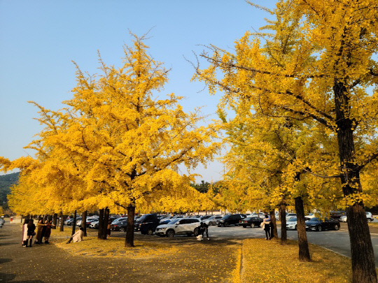 28일 아산 현충사 주차장의 은행나무들이 노란색 물결로 장관을 이룬 가운데 탐방객들이 사진을 찍고 있다. 사진=윤평호 기자
