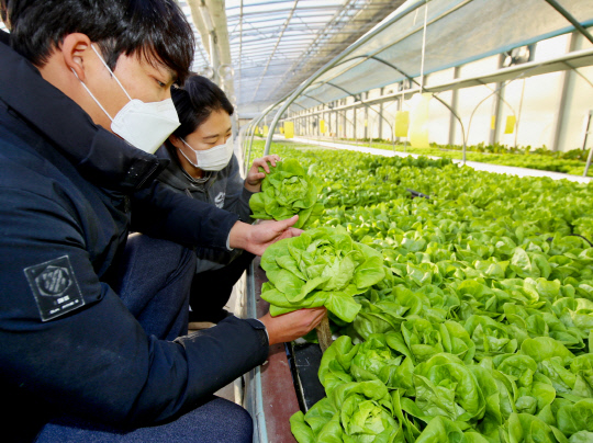 사진은 태안읍 남산리 서유채농장의 채소 재배 모습.사진=태안군 제공

