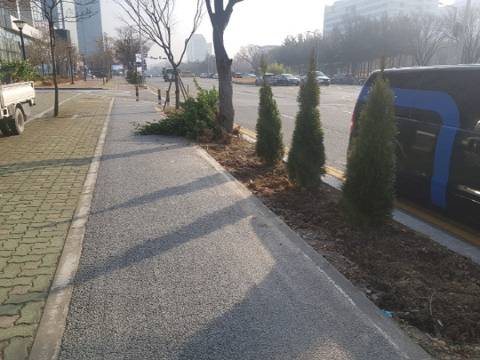 26일 오전 10시쯤 대전 서구 정부청사역 부근에서 바람길숲 조성을 위해 상록수 종 나무가 심어져있다. 사진=박상원 기자 

