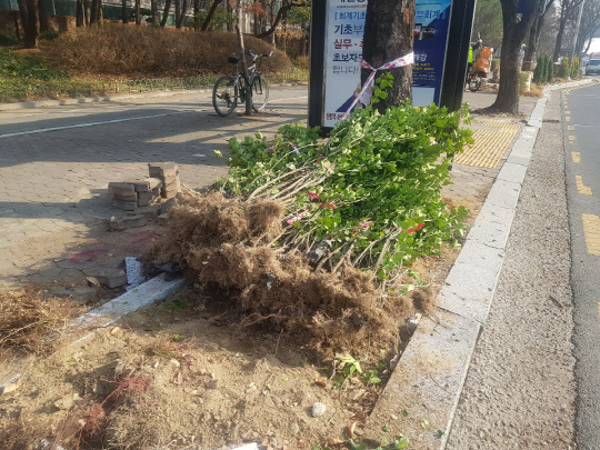 26일 오전 10시쯤 대전 서구 갈마역 부근에서 바람길숲 조성을 위해 기존에 심어졌던 나무가 뿌리뽑혀져있다. 사진=박상원 기자 
