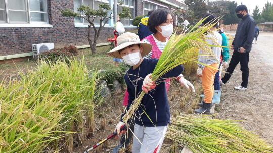 신방초 학생들이 우렁이농법으로 직접 키운 벼를 수확하고 있다. 사진=충남도교육청 제공

