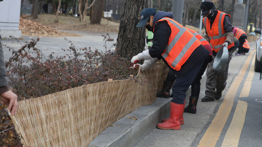 2일 대전 유성구 도로변 가로화단에서 구청 공원녹지과 관계자들이 볏짚으로 만든 바람막이를 이용해 월동준비를 하고 있다. 신호철 기자
