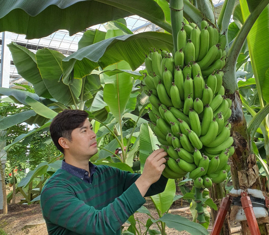 충북도농업기술원이 기후변화에 대응해 바나나 등 유망 아열대작목 소득화 연구에 박차를 가하고 있다. 사진=충북도농업기술원 제공
