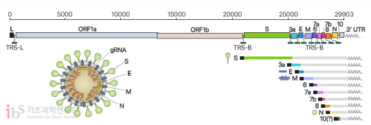 사스코로나바이러스-2의 유전체RNA 및 하위유전체RNA 구성  바이러스 입자 구조의 모식도. 사진=기초과학연구원(IBS) 제공
