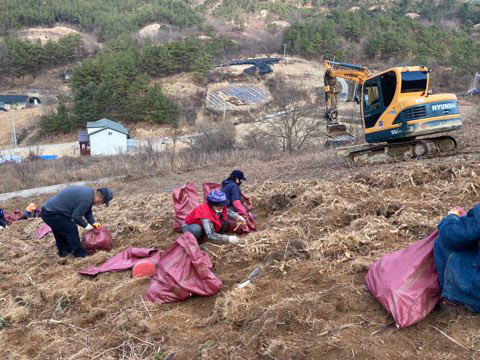금산군은 휴경 농지에 GAP 인증한 약용식물인 둥굴레를 수확하고 있는 모습.사진=금산군 제공
