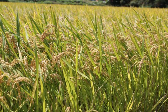 이천 쌀 `해들` 품종의 벼가 수확을 앞두고 고개를 숙인 모습이 풍년을 예고하고 있다. /석재우 지도사 제공
