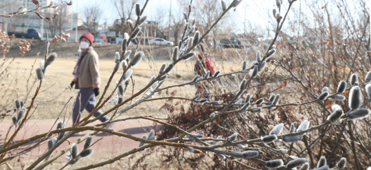 봄의 시작을 알리는 첫 절기 입춘(立春)인 3일 대전 중구 유등천 둔치에 버들개지가 하얀 솜털을 드러내고 있다. 신호철 기자
