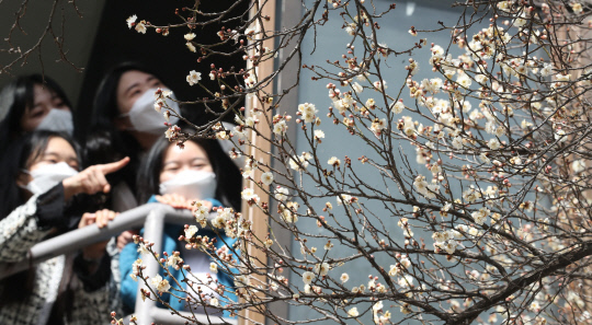 포근한 봄 날씨가 이어진 22일 대전 대덕구 오정동 한남대학교 교정에 매화가 활짝 펴 눈길을 사로잡고 있다. 신호철 기자
