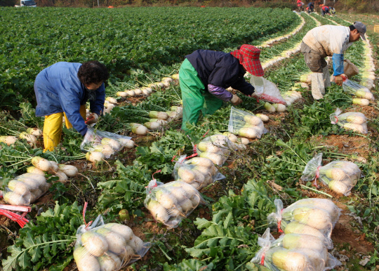 사진은 안면읍 창기리 한 농가에서 `농작업지원단`이 무를 수확하고 있는 모습.사진=태안군 제공


