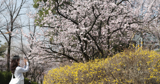 대전지역 낮 기온이 20도까지 오르며 따뜻한 날씨를 보인 18일 대전 대덕구 한남대학교에서 한 학생이 활짝 핀 살구꽃을 배경으로 사진을 찍고 있다. 신호철 기자
