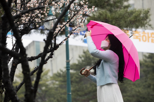 절기상 춘분인 지난 20일 비가 내리는 대전 배재대 캠퍼스에서 한 학생이 매화 사진을 찍고 있다. 사진=배재대 제공
