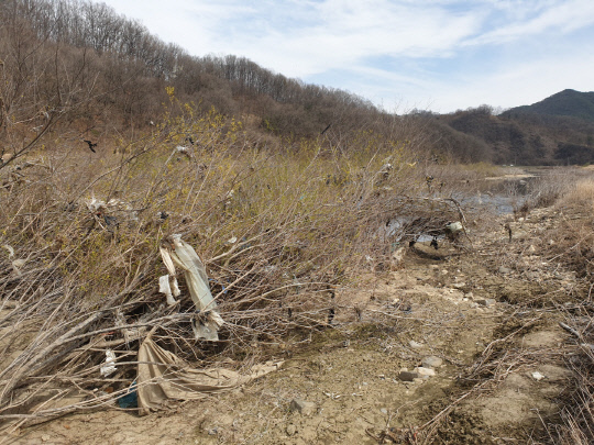 죽은 나무와 나무가지에 걸린 비닐과 각종쓰레기 모습. 사진=대전일보
