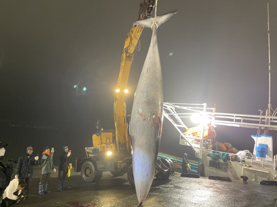 서천 홍원항 인근에서 조업중인 어선에 죽은 채 발견된 길이 5m 80㎝ 둘레 3m 20㎝, 무게 2.5t의 밍크고래, 사진=보령해경 제공

