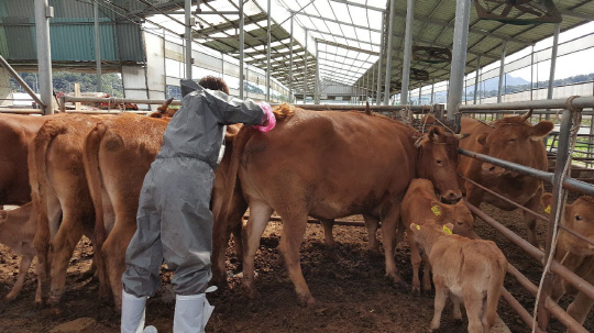 지역내 소 사육 농가에서 예방접종을 실시하고 있다. 사진=옥천군 제공
