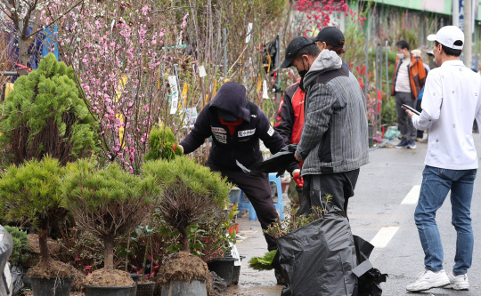 본격적인 나무심기철을 맞아 4일 대전 중구 중교다리 묘목시장을 찾은 시민들이 묘목을 고르고 있다. 신호철 기자
