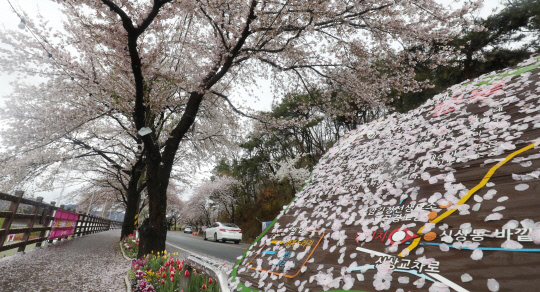 4일 대전 동구 대청호 벚꽃길에 전날 내린 봄비로 떨어진 벚꽃이 도로를 덮고 있다. 신호철 기자
