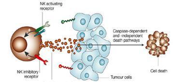 NK세포가 암 세포를 죽이는 과정. 사진=생명연 제공