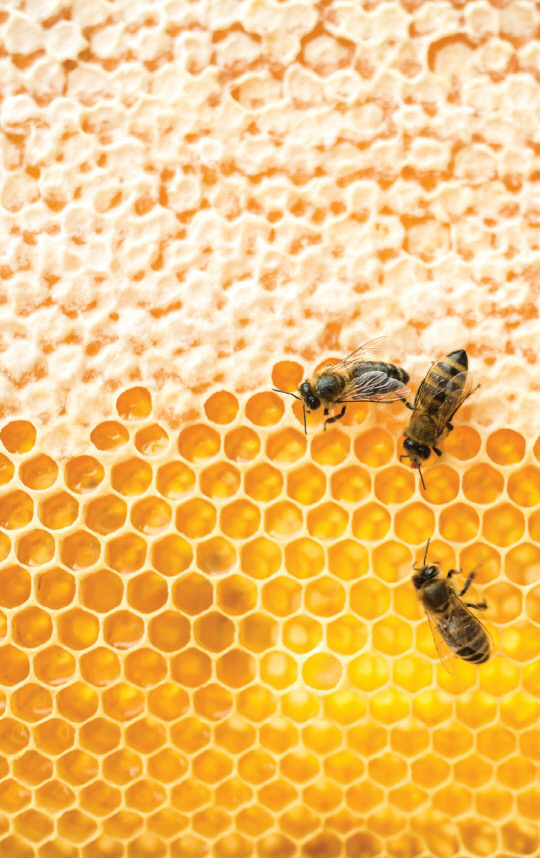 벌집-꿀은 항염·항산화 기능이 뛰어나다.
