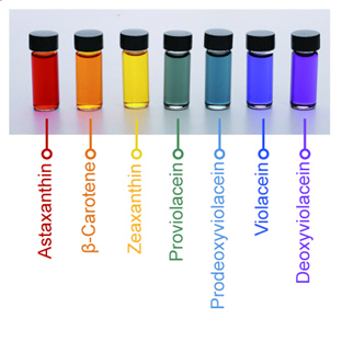미생물을 통해 생산한 일곱 가지 무지개 색소. 사진=KAIST 제공
