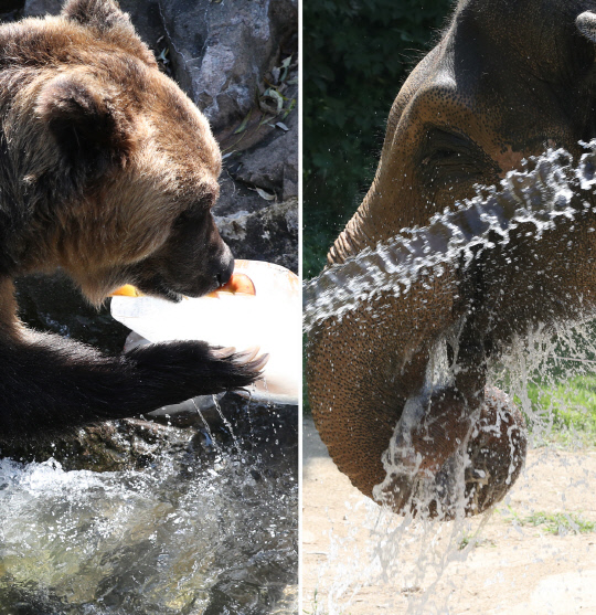 대전지역에 폭염특보가 발령된 11일 대전 중구 오월드에서 곰과 코끼리가 사육사가 마련한 얼음 간식과 물로 더위를 식히고 있다. 신호철 기자
