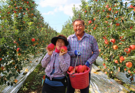 태안읍 인평리의 한 농가에서 사과를 수확하는 모습.사진=태안군 제공
