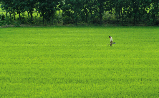 전문 농업인이 계약재배하는 청원생명 쌀. 사진=청주시 제공
