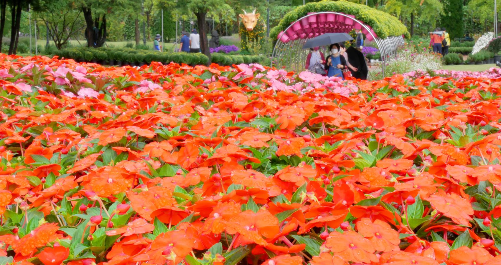 가을을 재촉하는 비가 내린 29일 대전시 유성구 유림공원을 찾은 시민들이 붉게 물든 서양 봉선화를 바라보고 있다. 윤종운 기자
