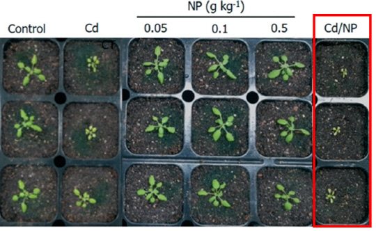 카드뮴(Cd)과 나노플라스틱(NP)에 노출된 식물 생육 상태. 안전성평가연구소 제공
