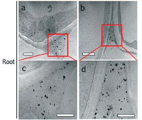 식물 내부로 미세플라스틱이 흡수된 뿌리 세포 현미경 사진. 안전성평가연구소 제공
