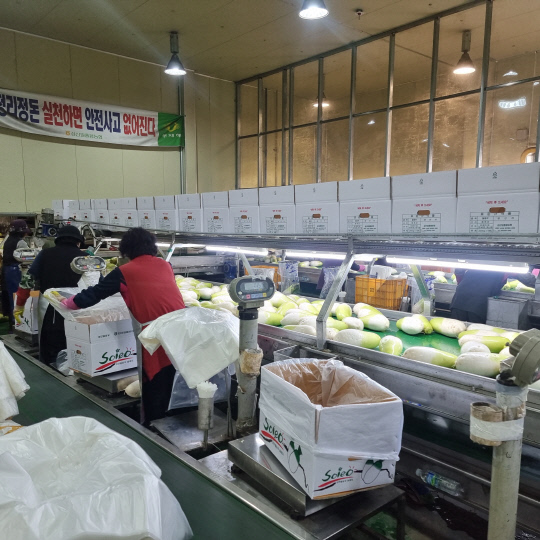 서귀포시 성산읍 성산일출봉농협 유통센터에서 세척된 월동무 포장 작업이 진행되고 있다.