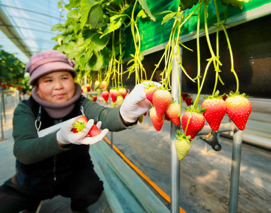 18일 태안읍 송암리 `유성딸기농장`에서 겨울철 딸기를 수확하는 모습.사진=태안군 제공

