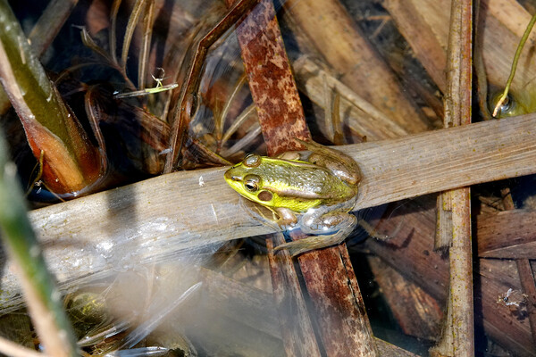 서산버드랜드 내 습지에서 발견된 금개구리. 사진=서산버드랜드 제공