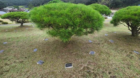 대전추모공원의 수목장지. 소나무 아래 분골(유골)을 안치하고 땅 위에 표지석을 뒀다. 사진=김재근 선임기자