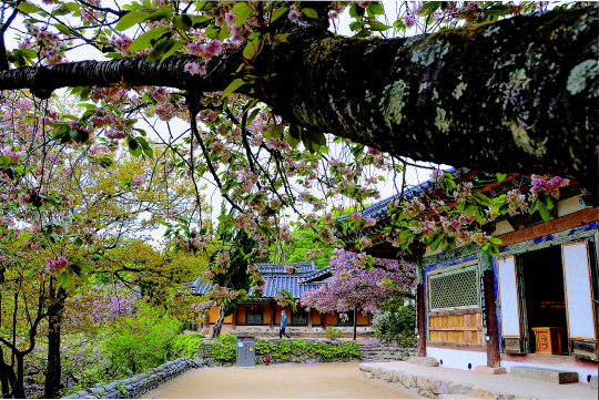 서산 개심사는 겹벚꽃과 청벚꽃이 아름다운 곳으로 천년고찰과 어우러져 선경을 방불케 한다. 사진=서산시