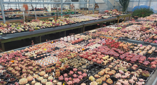 2000여 종이 자라는 첨단 스마트 온실은 다양하고 아름다운 다육이를 구경하고 감상할 수 있는 볼거리 명소이다. 김재근 선임기자