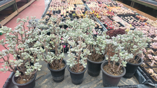 출하는 기다리는 다육이들. 김재근 선임기자