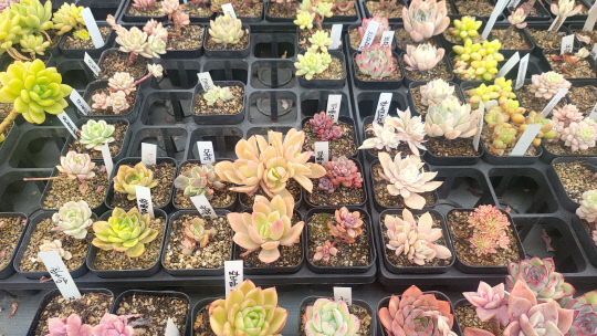 다양한 종류의 다육이들. 김재근 선임기자