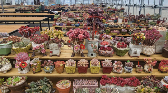 다육이 재배 애호가와 전문가에게 공간을 임대해주는 키핑장. 김재근 선임기자