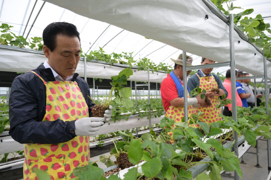 딸기 LED 단동형 계단재배 하우스를 찾은 백성현 논산시장이 딸기 묘목을 살펴보고 있다. 논산시 제공  