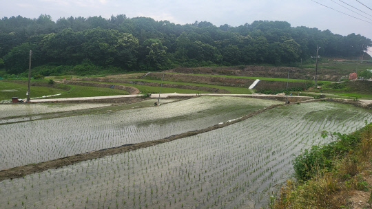21세기 농업환경의 변화에 걸맞게 농지의 이용과 활용 범위를 탄력적으로 운용해야 한다는 여론이 많다.   김재근 선임기자