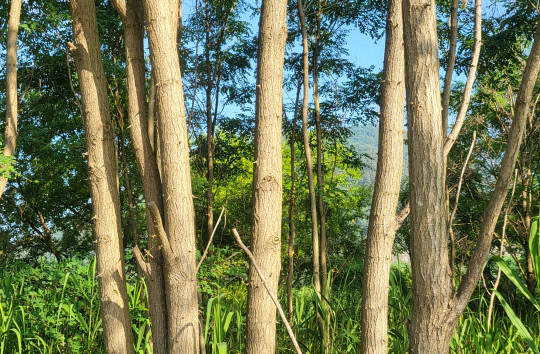 아까시나무 가시는 어릴 때는 길이가 2cm이지만 성장하면 1~2mm 정도로 작아진다.