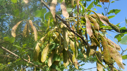 아까시나무는 콩과식물로 씨앗의 형태도 콩처럼 생겼다. 김재근선임 기자