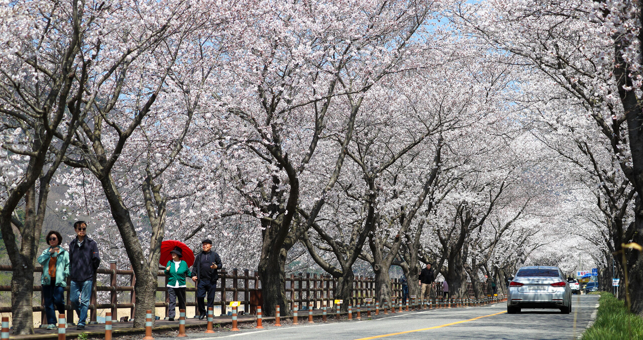 11일 오후 포근한 날씨 속에 충남 보령시 주산면 보령댐 물빛공원 일대가 흐드러진 벚꽃으로 뒤덮이며 상춘객들의 발길을 사로잡고 있다. 김영태 기자