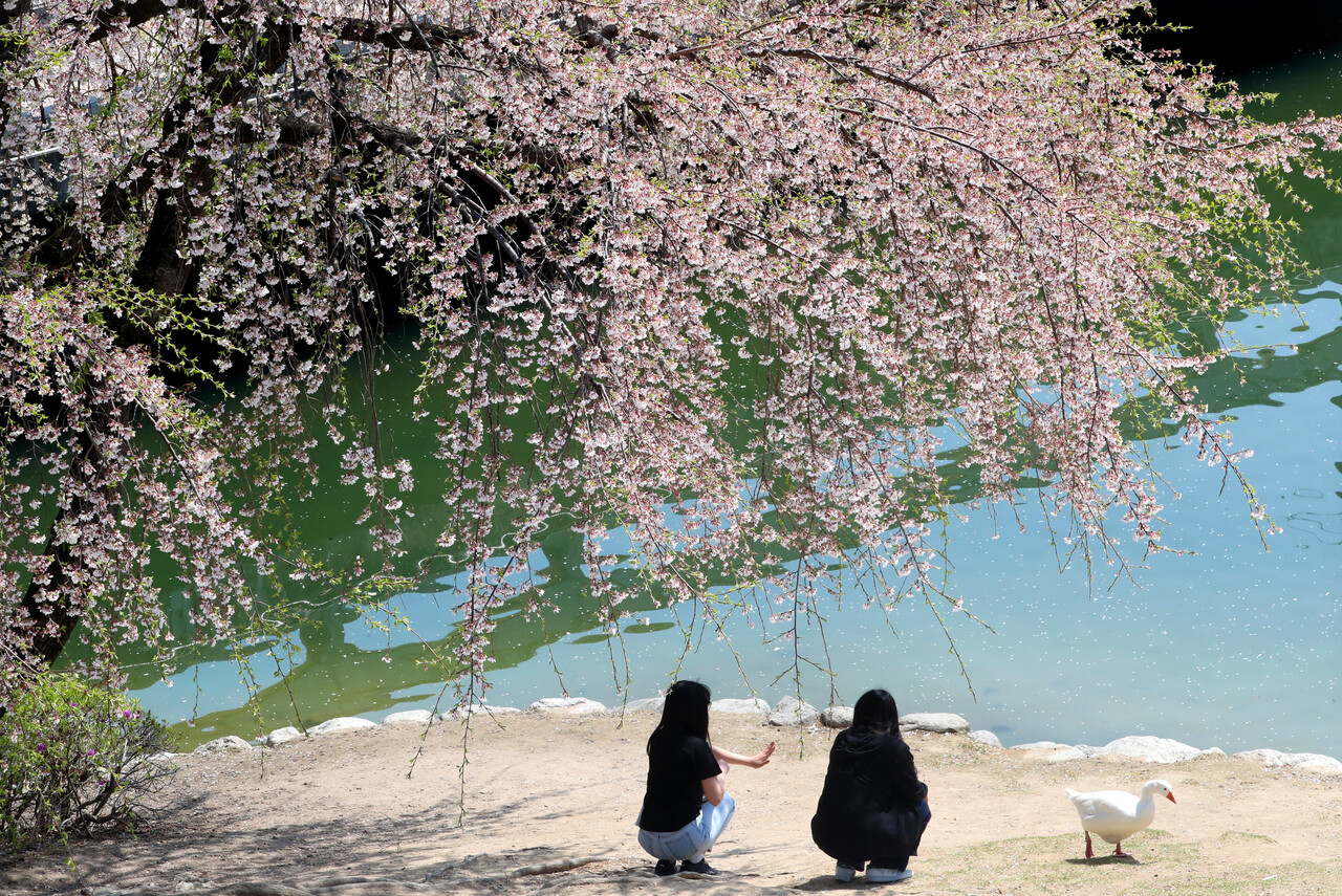 11일 오전 포근한 봄날씨 속에 카이스트 캠퍼스 오리연못 주변에는 만개한 봄꽃과 따스한 햇살을 즐기려는 시민들의 발길이 이어졌다. 연못을 유유히 헤엄치는 거위들과 눈을 맞추고, 먹이를 건네며 교감하는 시민들의 모습 속에는 자연과 함께하는 봄날의 여유와 평화로움이 고스란히 담겼다. 김영태 기자 