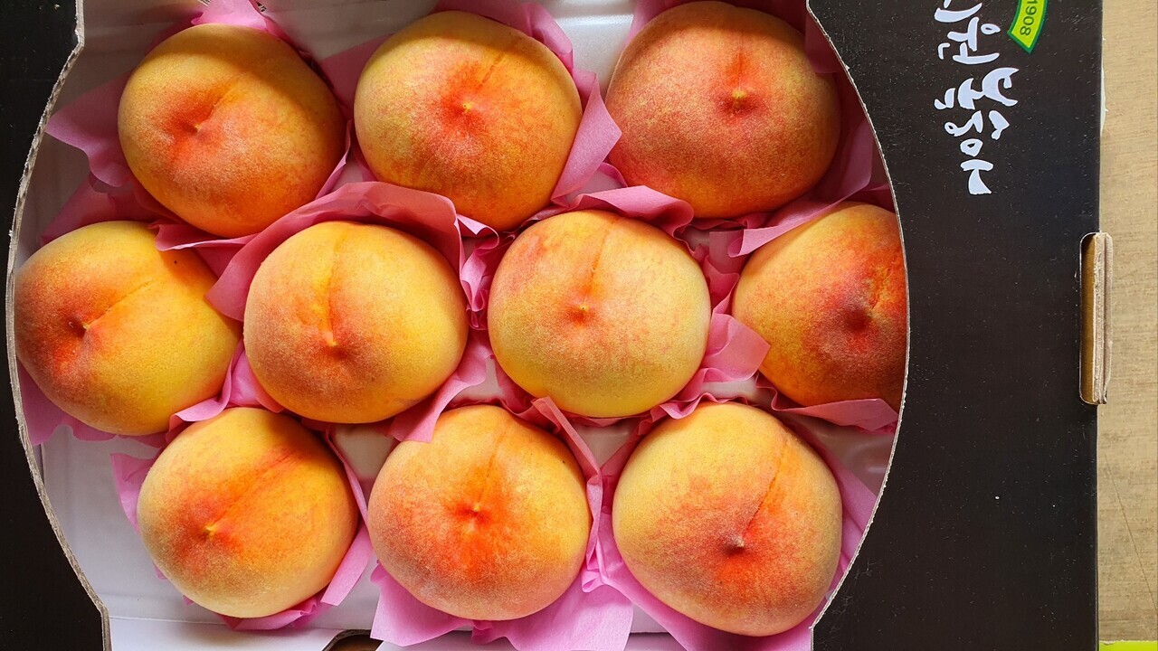 세종조치원복숭아 모습. 세종조치원복숭아연합회 제공