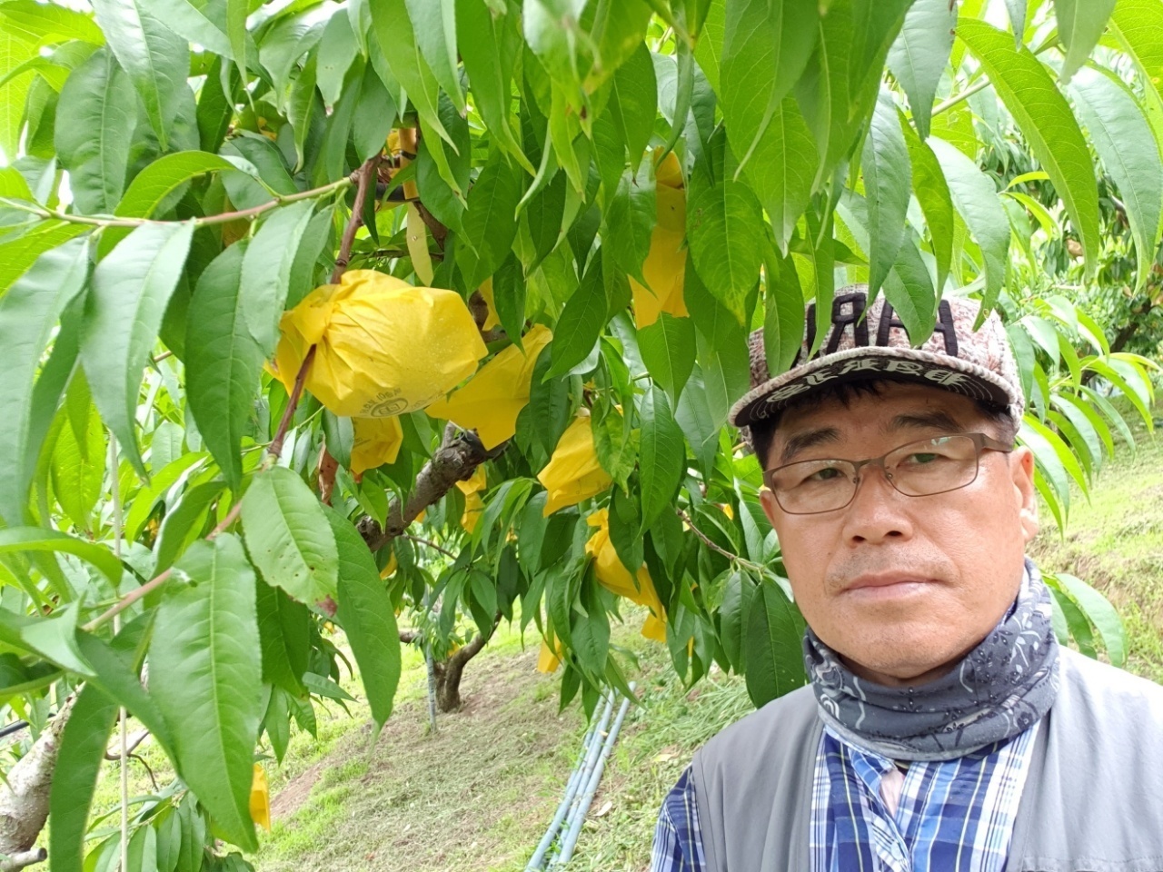 양문교 세종조치원복숭아연합회장. 세종조치원복숭아연합회 제공